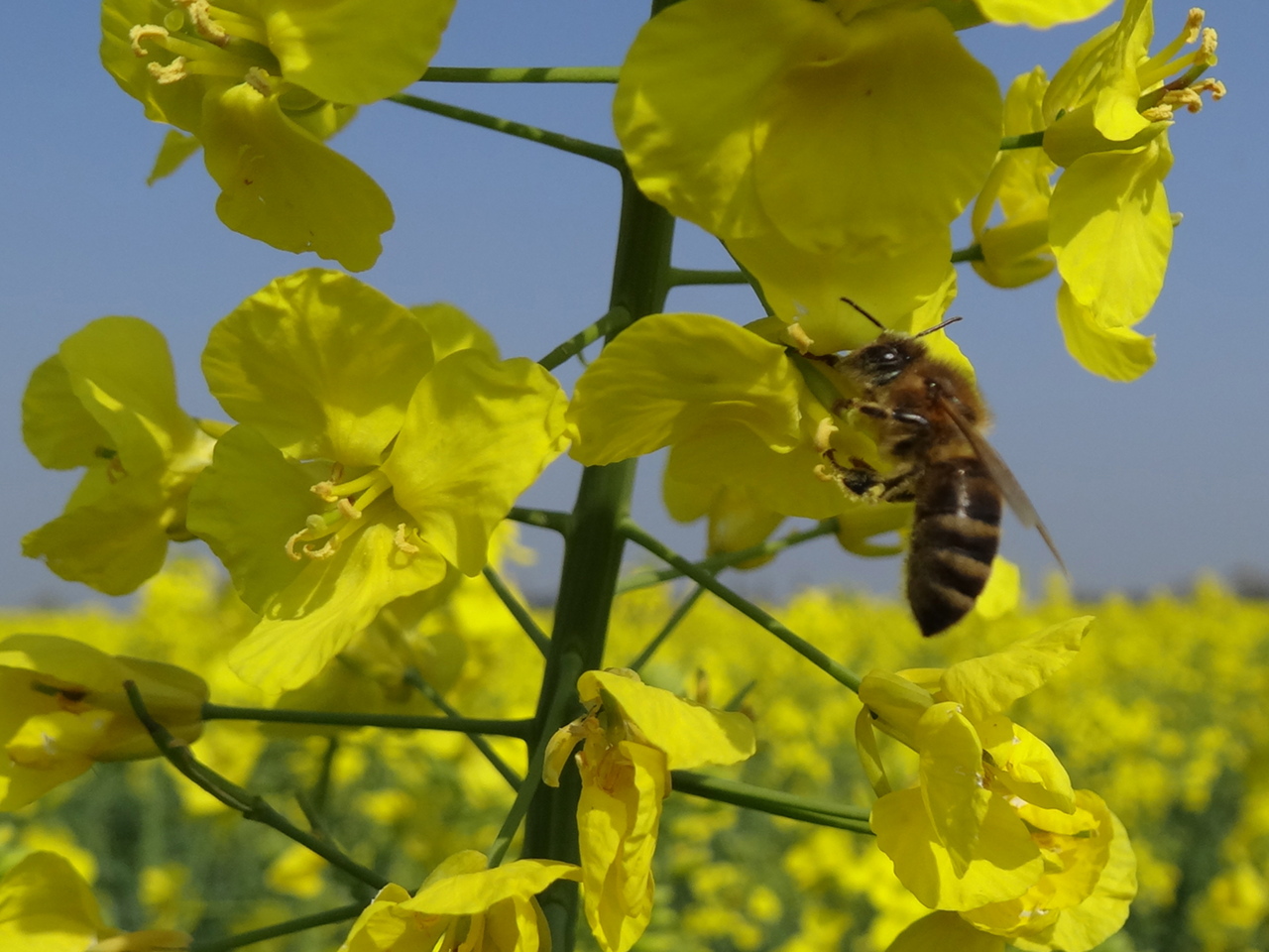 Asperner Seestadthonig