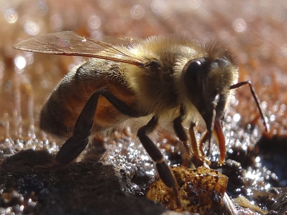 Bio-Wabenhonig
