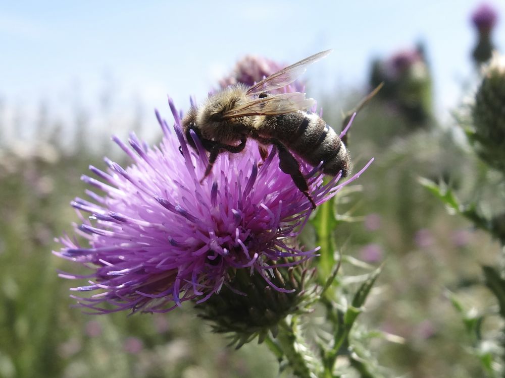 Bio Honig aus dem WienerWald