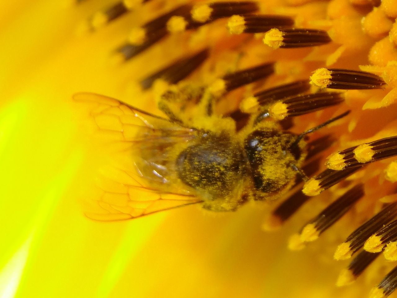 BIO Blütenhonig aus Wien